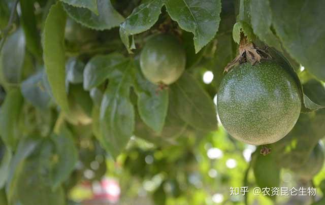 果香植物_香果的种植方法_百香果种植技术书