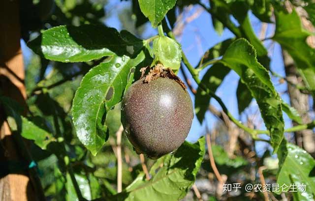 果香植物_香果的种植方法_百香果种植技术书