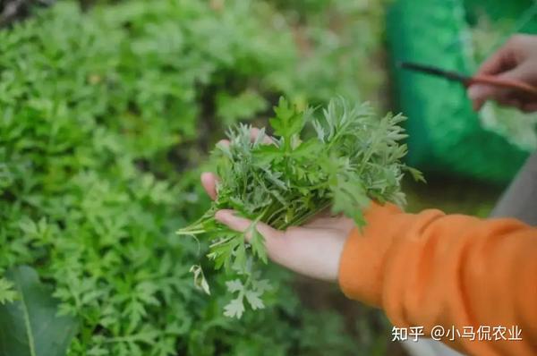 盆菜种植致富_致富种植盆菜图片_致富种植盆菜视频