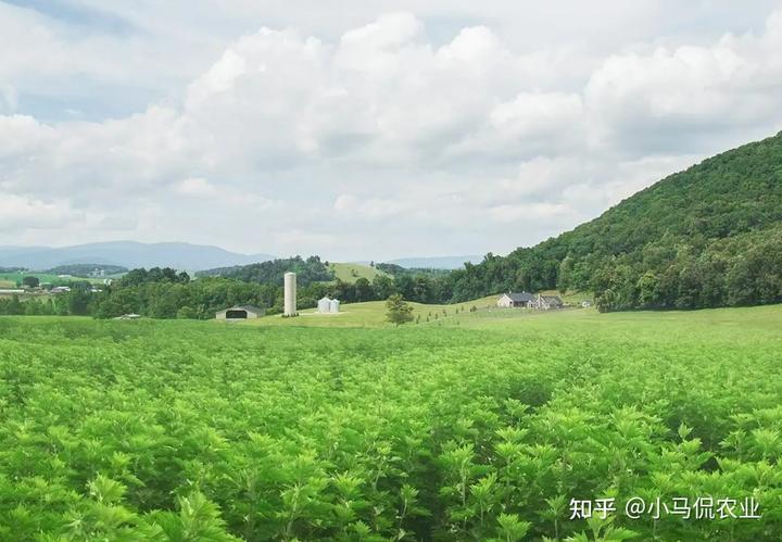 盆菜种植致富_致富种植盆菜图片_致富种植盆菜视频