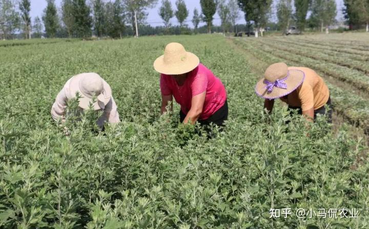 致富种植盆菜图片_盆菜种植致富_致富种植盆菜视频