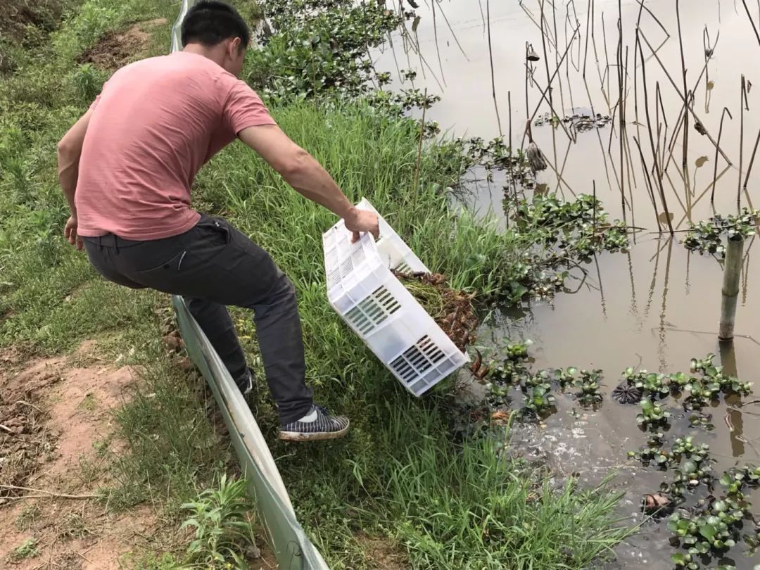 农村养殖致富故事_养殖视频致富经_湖北养殖致富故事