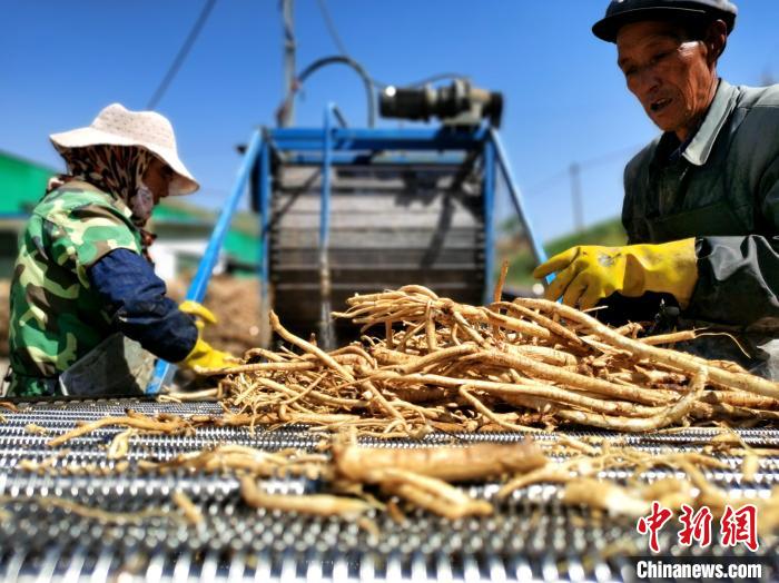 图为黄芪清洗。　张添福 摄