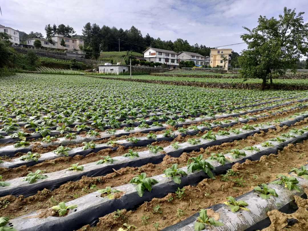 重庆收腊肉多少钱一斤_收购腊肉视频_致富经重庆收购腊肉