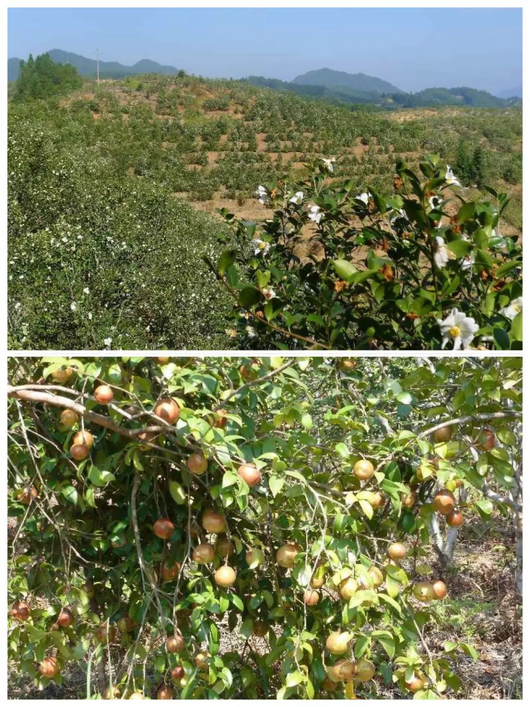 规程种植果姑娘技术要点_种姑娘果前景怎么样_姑娘果种植技术规程