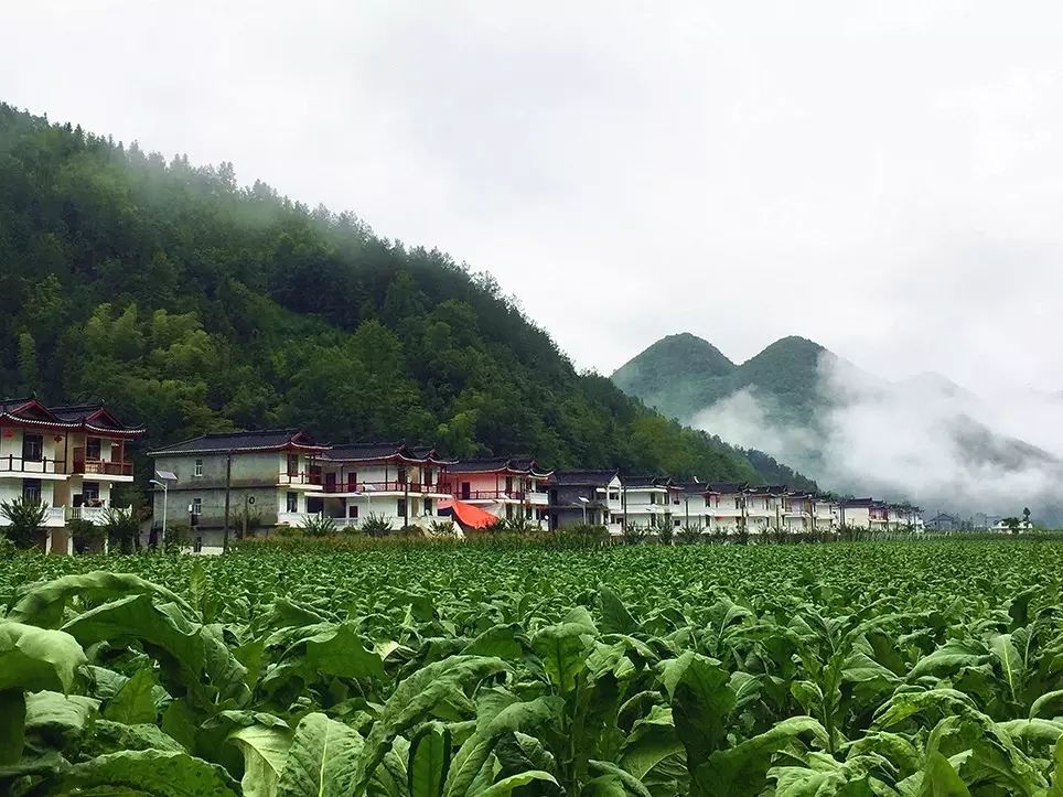 致富经重庆收购腊肉_重庆收腊肉视频_重庆腊肉收购公司