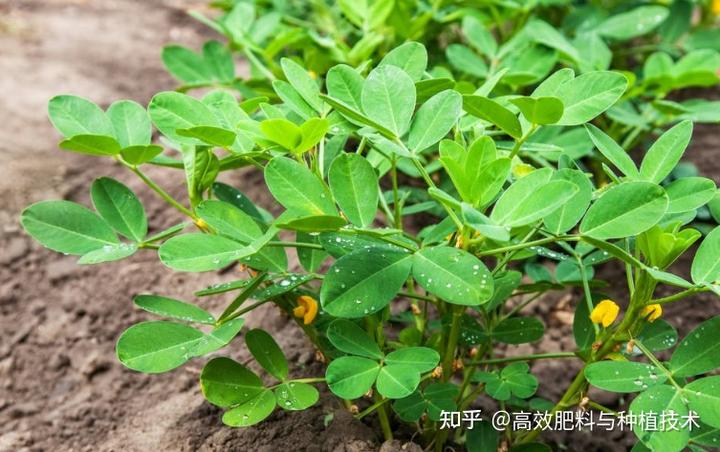 花生的种植视频播放_花生种植技术视频播放_花生种植技术与管理视频