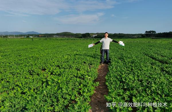 花生种植技术与管理视频_花生种植技术视频播放_花生的种植视频播放