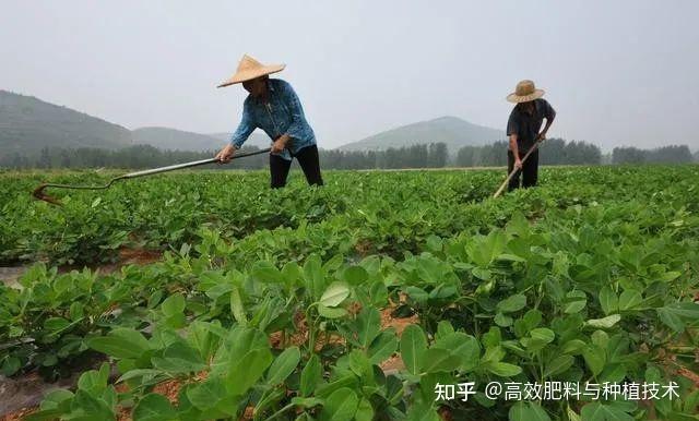 花生种植技术与管理视频_花生的种植视频播放_花生种植技术视频播放