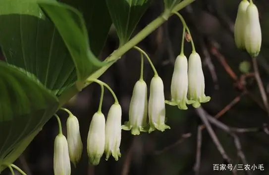 靠种植致富了_种植致富业_致富种植视频全集