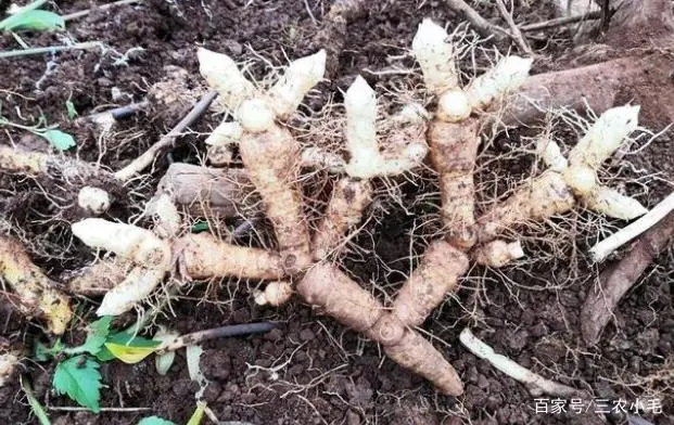 致富种植视频全集_靠种植致富了_种植致富业