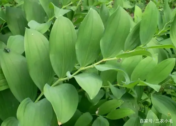 种植致富业_致富种植视频全集_靠种植致富了