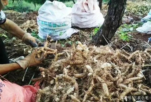 靠种植致富了_致富种植视频全集_种植致富业