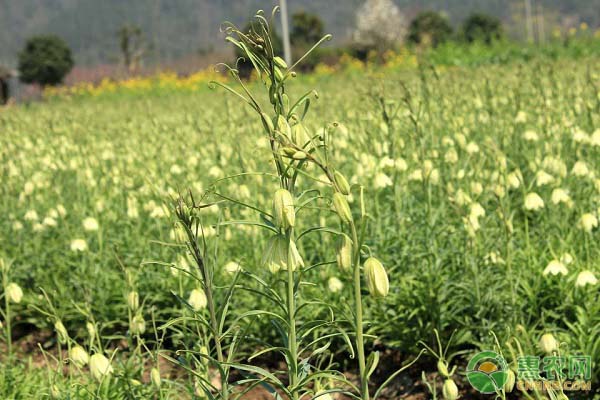 贝母种子种植技术_种植贝母需要什么条件_贝母种子怎么种植