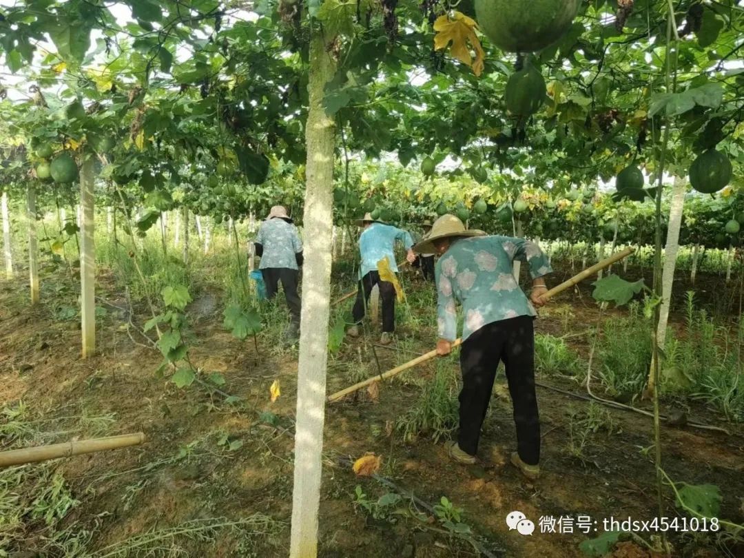 致富种植视频全集_靠种植致富了_种植致富经