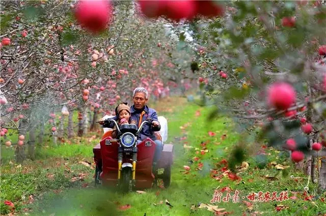 致富经甘肃花牛苹果_甘肃苹果花牛图片_甘肃花牛苹果营养价值