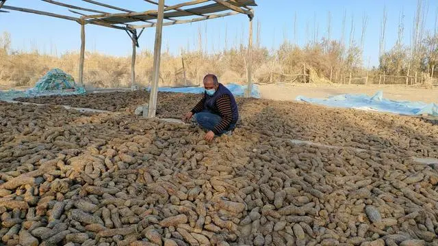 靠种植致富了_靠种植致富的农民_种植致富经