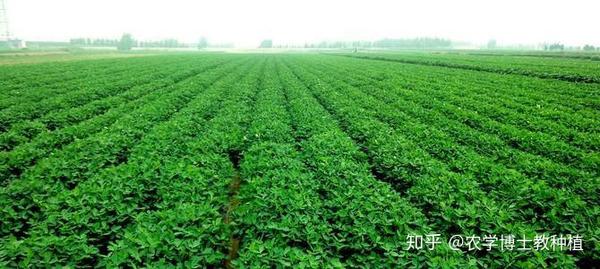 花生种植技术与管理视频_花生种植技术视频播放_花生种植视频农广天地