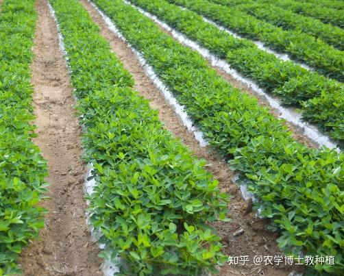 花生种植技术视频播放_花生种植技术与管理视频_花生种植视频农广天地