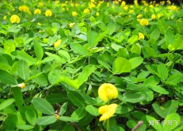 花生的种植视频播放_花生种植的视频_花生种植技术视频播放