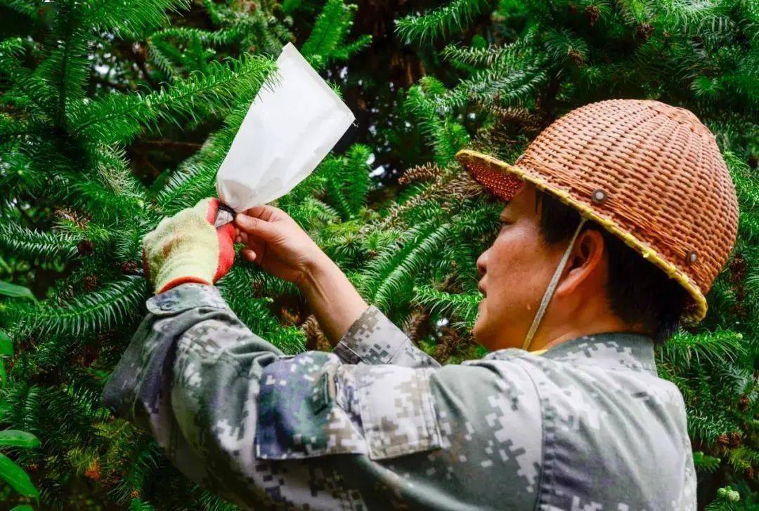 种植杉木100亩利润30年_种植杉木有前景吗_杉木种植致富