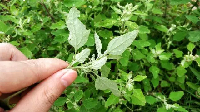 种植致富业_靠种植致富了_靠种植致富的农民