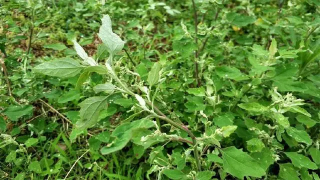 靠种植致富了_靠种植致富的农民_种植致富业