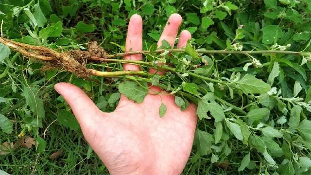 靠种植致富了_种植致富业_靠种植致富的农民