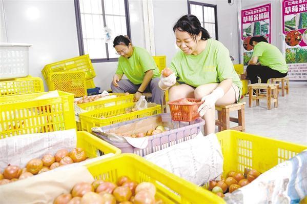 西红柿致富路_种植西红柿村民致富_农民种西红柿