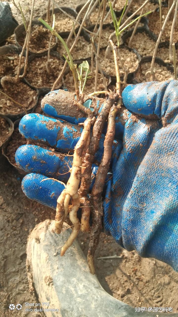 凌霄种植管理技术_种植凌霄管理技术有哪些_种植凌霄管理技术要点