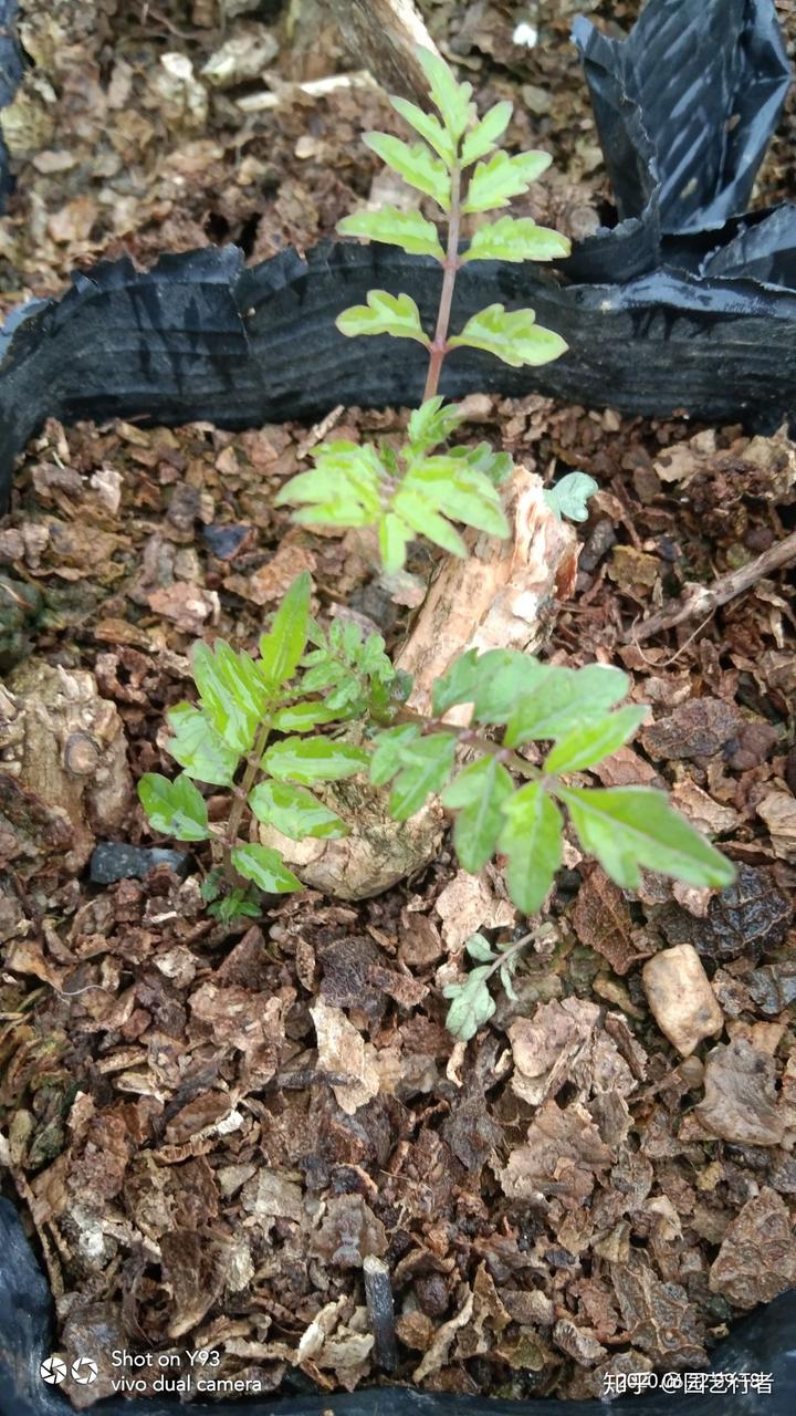 种植凌霄管理技术有哪些_种植凌霄管理技术要点_凌霄种植管理技术