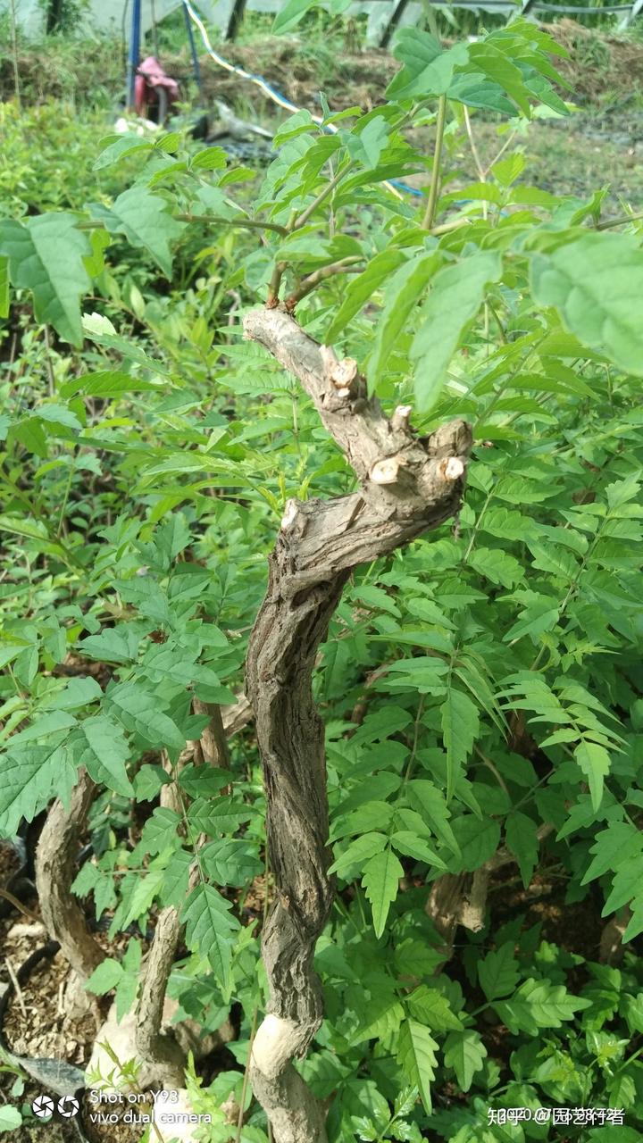 种植凌霄管理技术有哪些_凌霄种植管理技术_种植凌霄管理技术要点