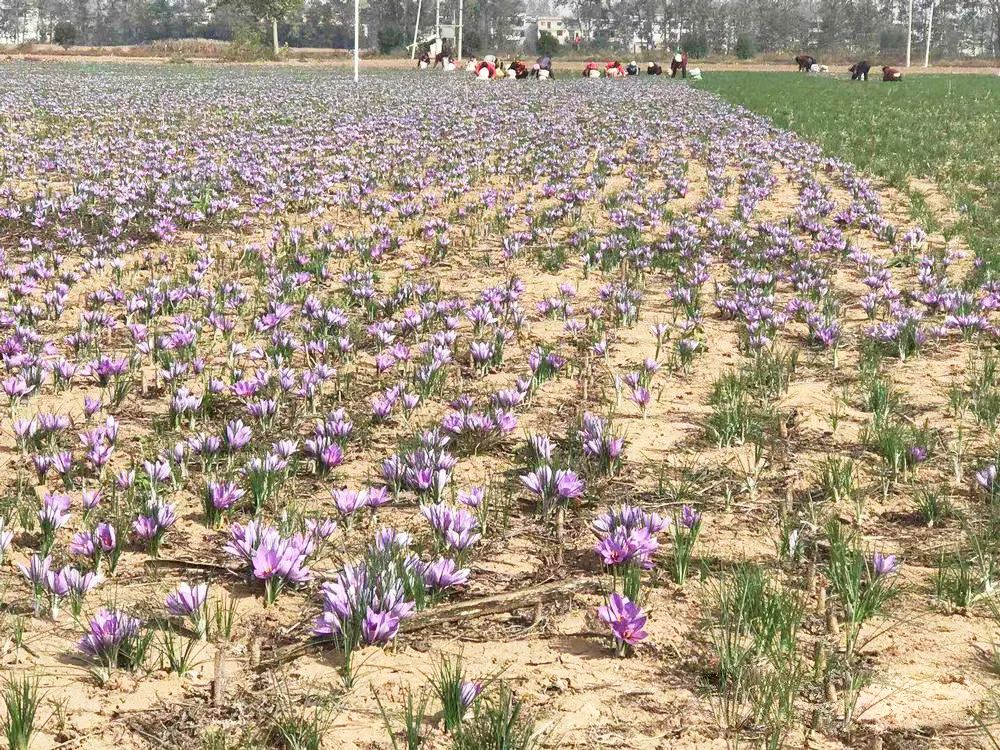 亩产值至少15万元，市场巨大，却少有农民敢种植，至今依赖进口