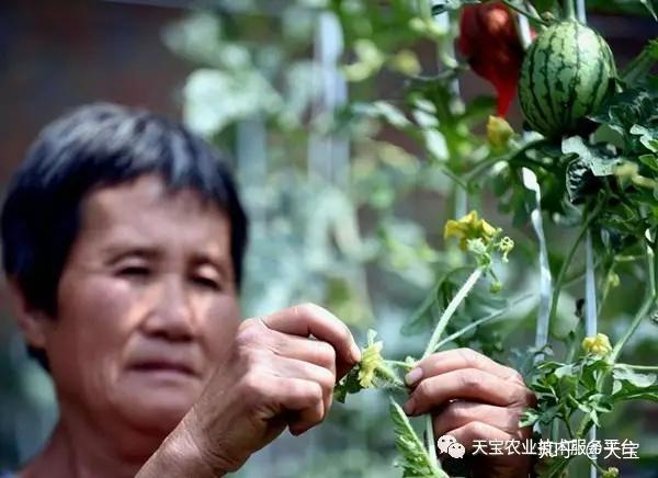 瓜的种植技术与栽培技术_瓜类栽培技术要点_酉瓜种植技术