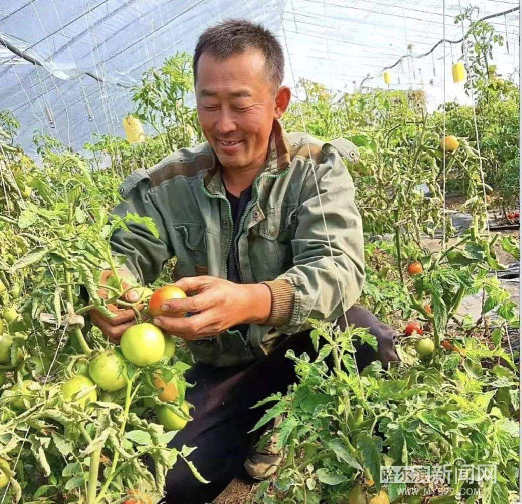 种植西红柿村民致富_农民种西红柿_种植西红柿挣钱吗