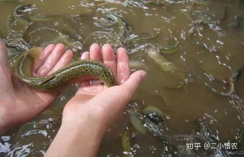 致富经泥鳅杨丽_杨丽养泥鳅_致富经泥鳅养殖全集