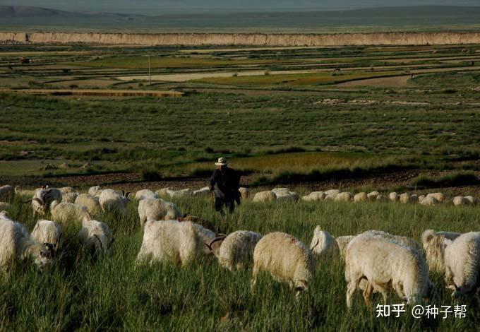 10亩荒田，开荒种草能养殖多少只山羊？养羊该种什么草合适？