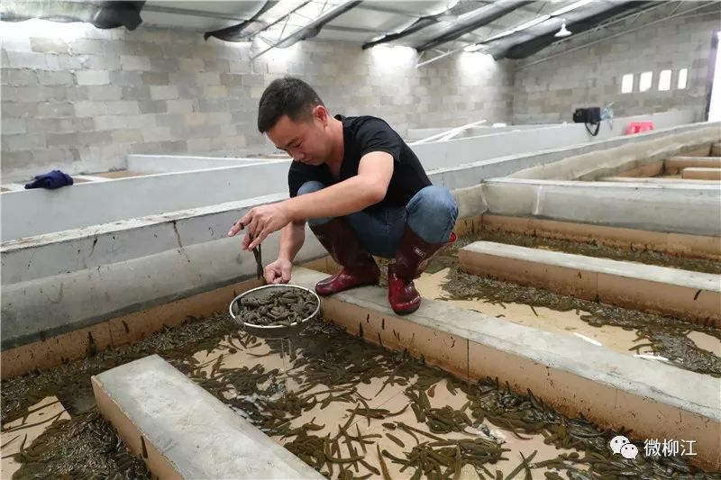 养殖冷门致富项目_致富养殖什么最赚钱_致富养殖冷门项目有哪些