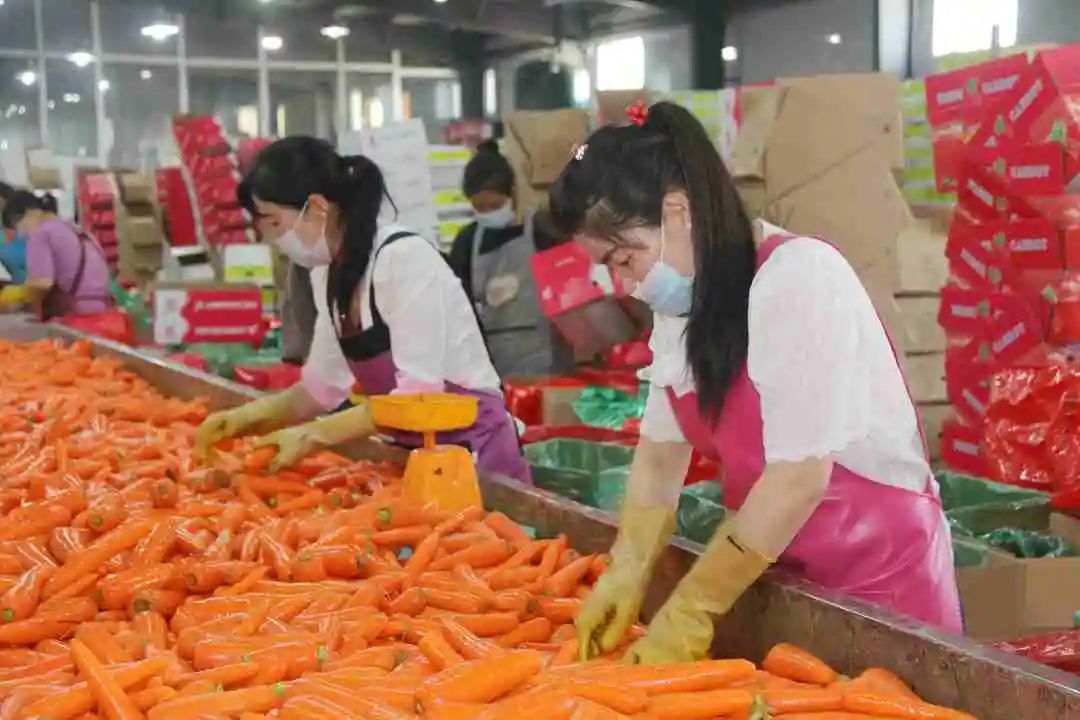 致富种植什么比较赚大钱_靠种植致富了_致富种植视频全集