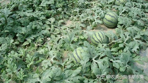 酉瓜种植技术_瓜种植技术与管理_瓜类的种植技术