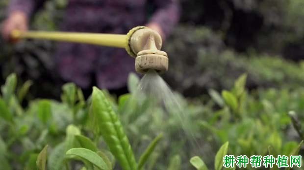 黄连种植技术