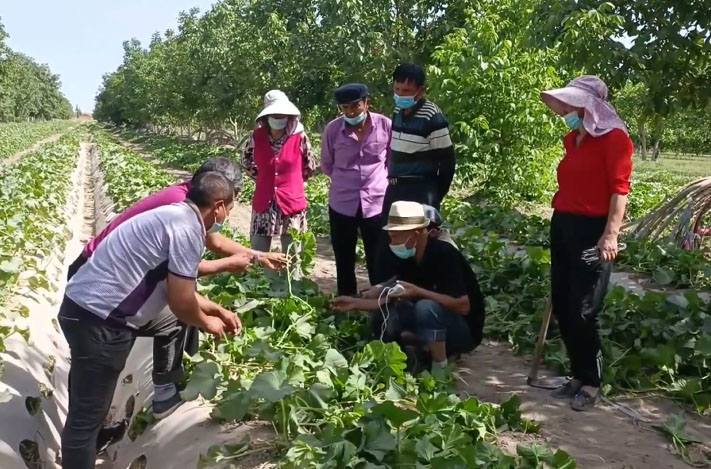 土瓜怎样种高产_土瓜种植技术_土瓜怎么种植方法如下