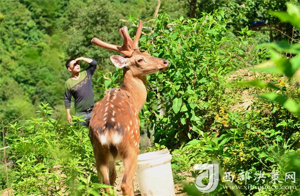 陕西种植养殖致富_陕西养殖什么最赚钱_陕西养殖好项目