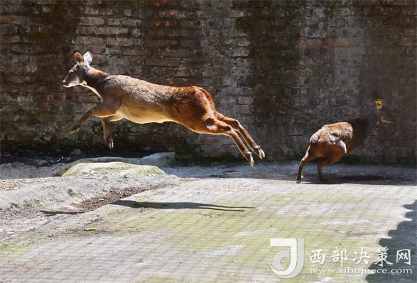 陕西养殖好项目_陕西养殖什么最赚钱_陕西种植养殖致富