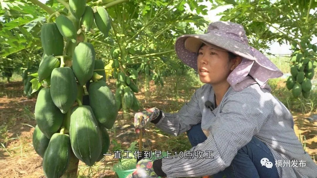 致富木瓜种植视频_木瓜怎么种植致富_致富木瓜种植技术视频