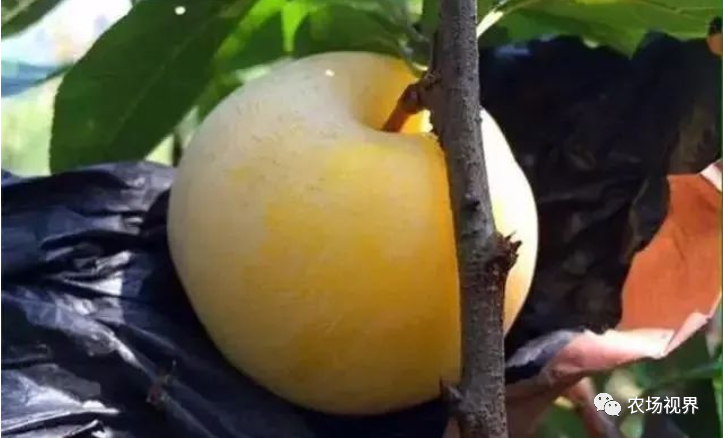 土瓜栽培技术_土瓜种植技术_土瓜怎么种植方法如下