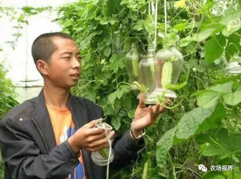 土瓜栽培技术_土瓜怎么种植方法如下_土瓜种植技术