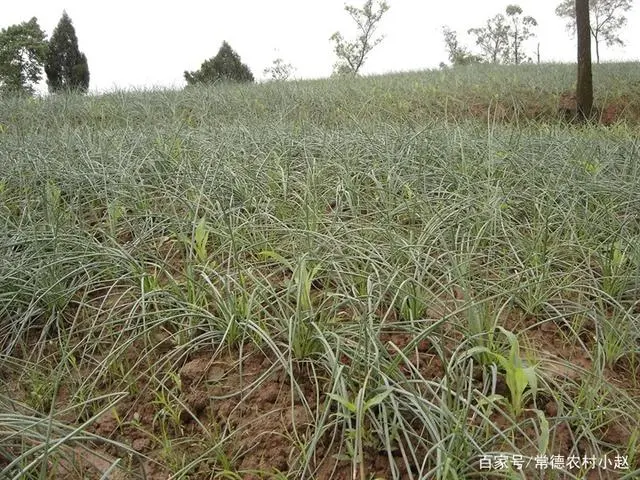 像葱又不是葱的藠头，究竟是什么作物？适合在什么环境下种植？