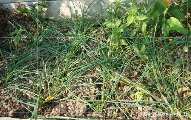 葱头怎样植种_藠头葱的种植技术_葱种头怎么种