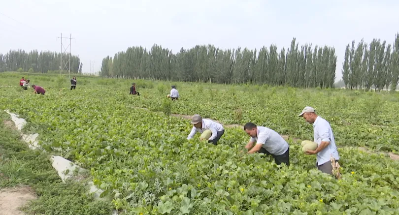 土瓜种植技术_土瓜怎样种高产_土瓜种植技术视频